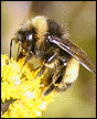 Hungry bee