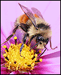 Bumble bee 2