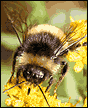 Bumble bee