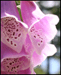 Flowers 01