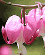 Flowers 02