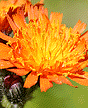 Flower 03