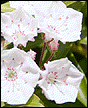 Flower 04