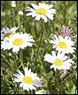 Flowers 05