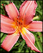 Flower 06