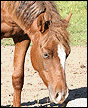 Little horse