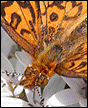 Butterfly 01