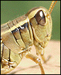Mr Grasshopper