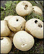 Bark mushrooms