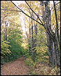 Path in the woods