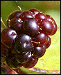 Wild berries